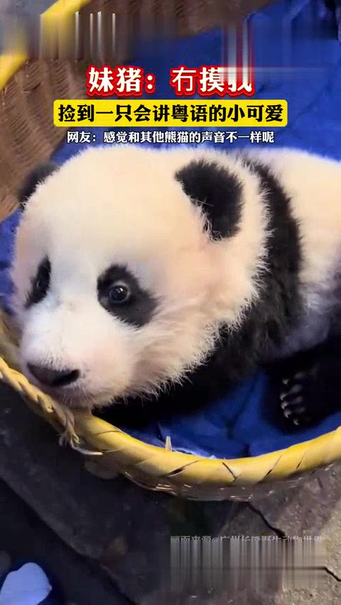 粤语发音在线手机版羊羊中文转粤语生成器在线转换-第2张图片-太平洋在线下载
